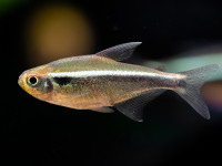 Снимка на Hyphessobrycon herbertaxelrodi  (Géry, 1961)