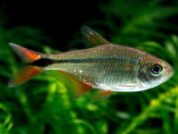 Снимка на Hyphessobrycon anisitsi  (Eigenmann, 1907)