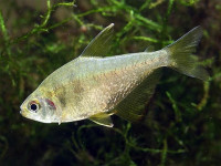 Снимка на Hyphessobrycon bifasciatus  (Ellis, 1911)
