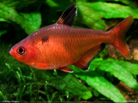 Снимка на Hyphessobrycon eques  (Steindachner, 1882)