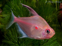 Снимка на Hyphessobrycon erythrostigma  (Fowler, 1943)