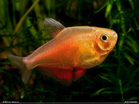 Снимка на Hyphessobrycon flammeus  (Myers, 1924)