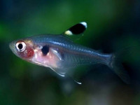 Снимка на Hyphessobrycon griemi  (Hoedeman, 1957)