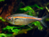 Снимка на Hyphessobrycon heterorhabdus  (Ulrey, 1894)