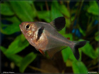 Снимка на Hyphessobrycon megalopterus  (Eigenmann, 1915)