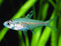 Снимка на Hyphessobrycon minor  (Durbin, 1909)