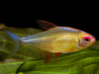 Снимка на Hyphessobrycon pulchripinnis  (Ahl, 1937)