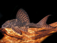 Снимка на Hypostomus plecostomus  (Linnaeus, 1758)