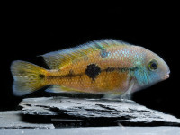 Снимка на Hypsophrys nicaraguensis  (Günther, 1864)