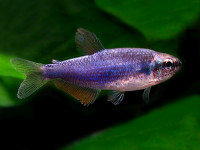 Снимка на Inpaichthys kerri (Géry & Junk, 1977)