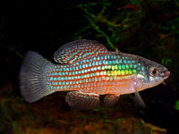 Снимка на Jordanella floridae  (Goode & Bean, 1879)