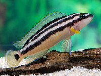 Снимка на Julidochromis ornatus  (Boulenger, 1898)