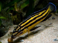 Снимка на Julidochromis regani  (Poll, 1942)