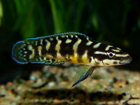 Снимка на Julidochromis transcriptus ( Matthes, 1959)