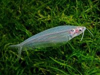Снимка на Kryptopterus bicirrhis  (Valenciennes, 1840)