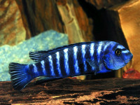 Снимка на Labeotropheus trewavasae  (Fryer, 1956)