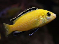 Снимка на Labidochromis caeruleus  (Fryer, 1956)
