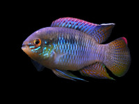 Снимка на Laetacara curviceps  (Ahl, 1923)