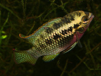 Снимка на Laetacara dorsigera  (Heckel, 1840)