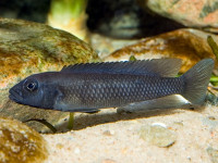 Снимка на Lamprologus congoensis  (Schilthuis, 1891)
