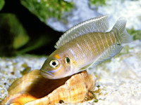 Снимка на Lamprologus ocellatus  (Steindachner, 1909)