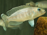 Снимка на Lepidiolamprologus meeli (Poll 1948)