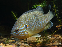 Снимка на Lepomis gibbosus  (Linnaeus, 1758)