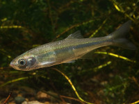 Снимка на Leucaspius delineatus  (Heckel, 1843)