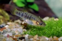 Снимка на Limia nigrofasciata  (Regan, 1913)