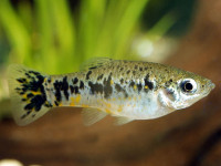 Снимка на Limia vittata  (Guichenot, 1853)