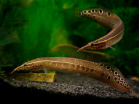 Снимка на Macrognathus aculeatus  (Bloch, 1786)