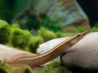 Снимка на Macrognathus siamensis  (Günther, 1861)