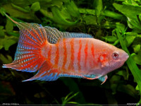 Снимка на Macropodus opercularis  (Linnaeus, 1758)