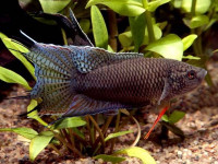 Снимка на Macropodus spechti (Schreitmüller, 1936)