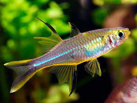 Снимка на Marosatherina ladigesi  (Ahl, 1936)