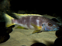 Снимка на Maylandia livingstonii  (Boulenger, 1899)