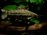 Снимка на Megalechis thoracata  (Valenciennes, 1840)