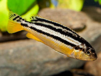Снимка на Melanochromis auratus  (Boulenger, 1897)