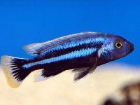 Снимка на Melanochromis chipokae  (Johnson, 1975)