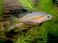 Снимка на Melanotaenia australis  (Castelnau, 1875)