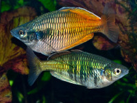 Снимка на Melanotaenia boesemani  (Allen & Cross, 1980)