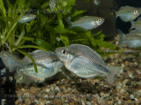 Снимка на Melanotaenia kamaka ( Allen and Renyaan, 1996)