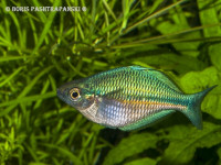 Снимка на Melanotaenia lacustris (Munro, 1964)