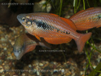 Снимка на Melanotaenia parva (Allen, 1990)