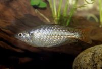Снимка на Melanotaenia splendida rubrostriata  (Ramsay & Ogilby, 1886)