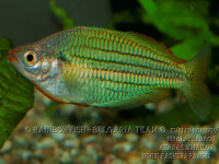 Снимка на Melanotaenia sexlineata (Munro, 1964)