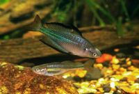 Снимка на Melanotaenia fluviatilis  (Castelnau, 1878)