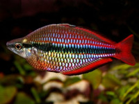 Снимка на Melanotaenia trifasciata  (Rendahl, 1922)