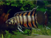 Снимка на Microctenopoma ansorgii  (Boulenger, 1912)