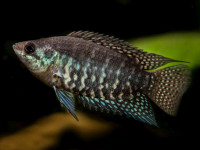 Снимка на Microctenopoma fasciolatum  (Boulenger, 1899)